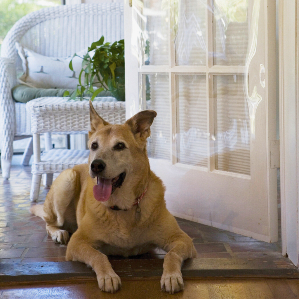 The Door Shield Prevent Pet Scratches Pet Products Cardinal