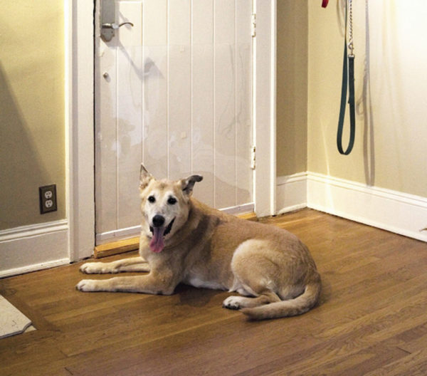 The Door Shield - Protection Against Pet Scratches