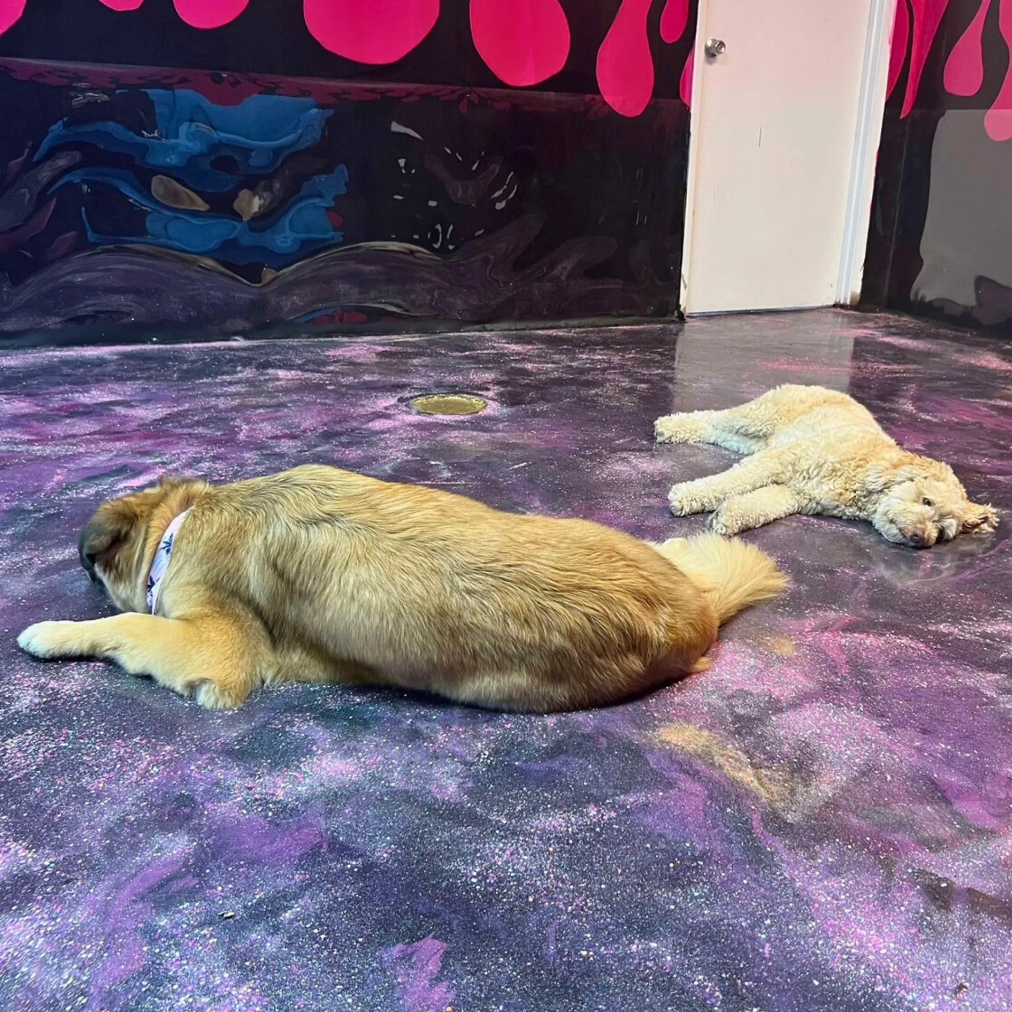 Wall Shield for Pets (Model WS50)