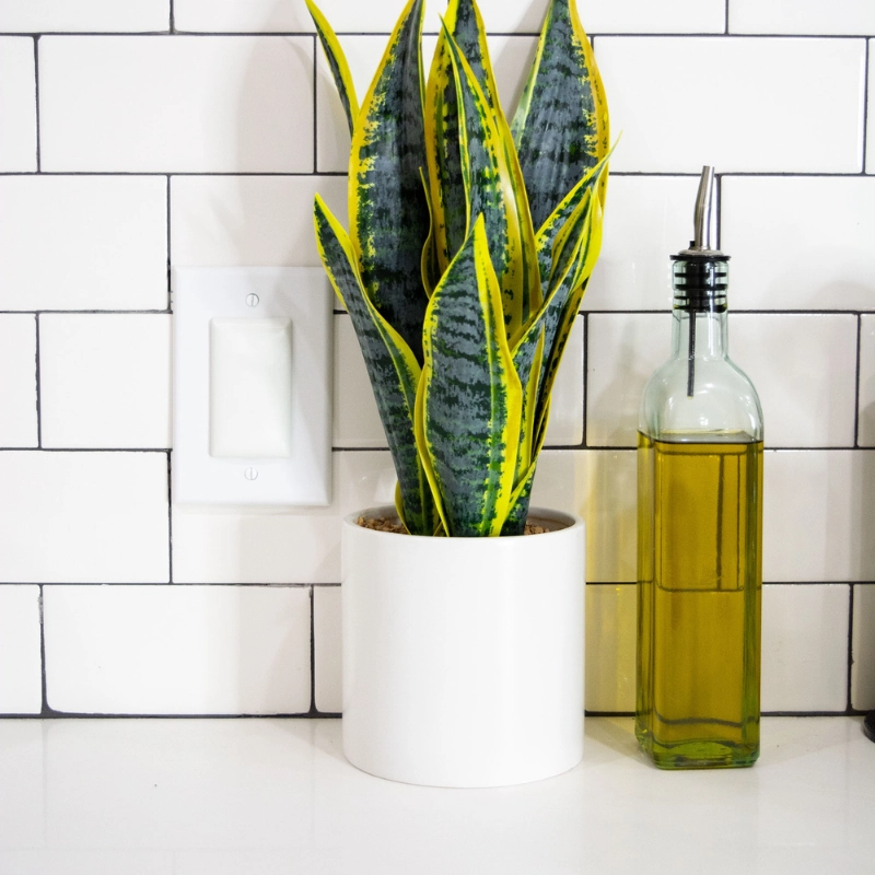 Qdos StayPut Double Outlet Plug